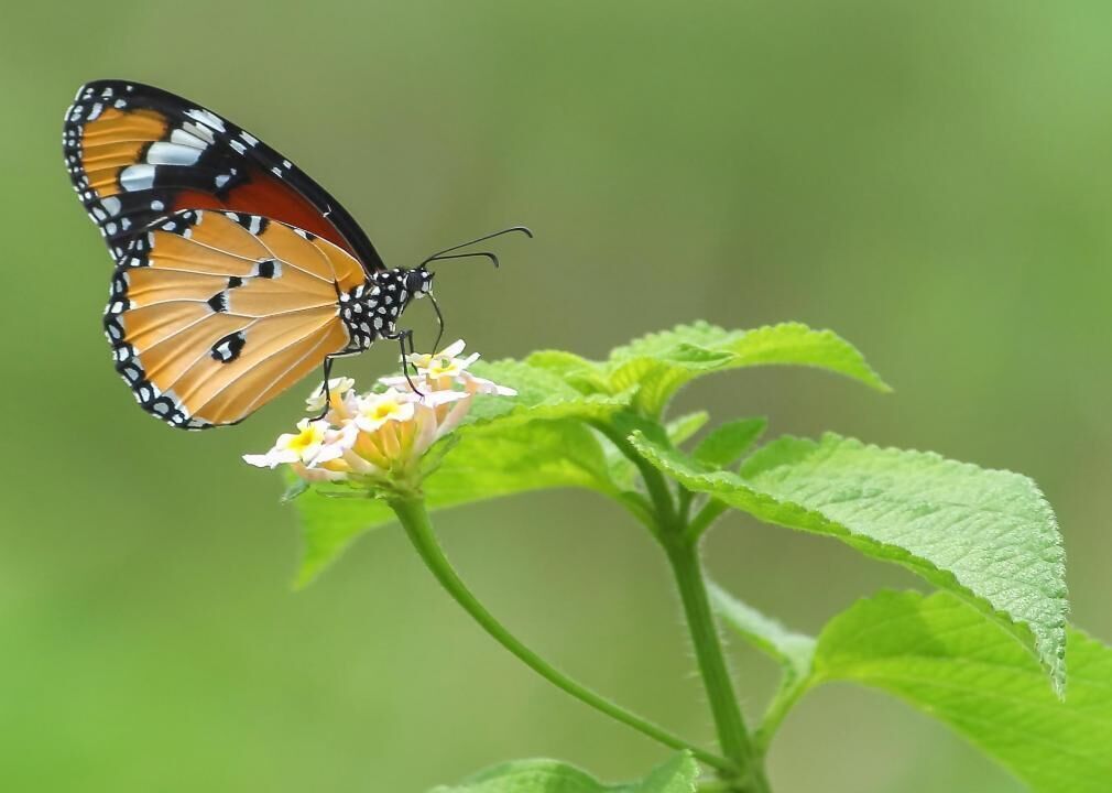 Western monarch butterflies down by 99%